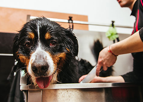 Tarifs toilettage de votre Bouvier Bernois